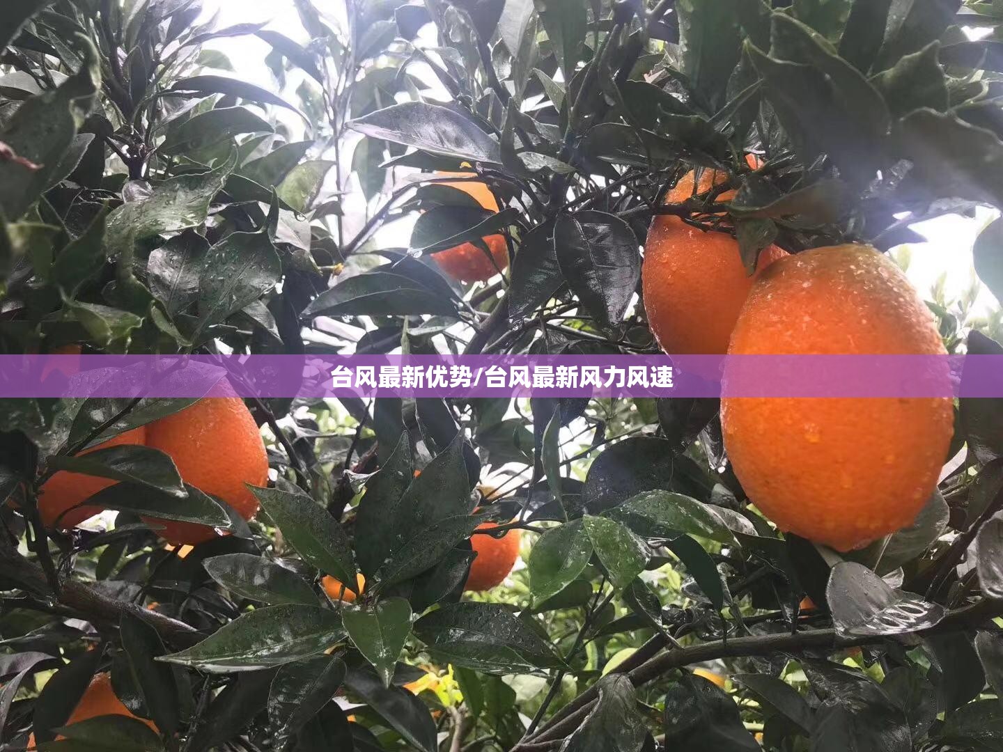台风最新优势/台风最新风力风速 台风最新优势/台风最新风力风速