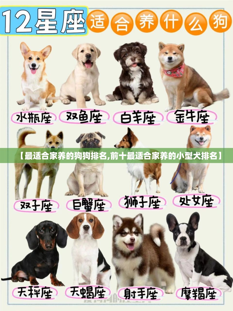 【最适合家养的狗狗排名,前十最适合家养的小型犬排名】