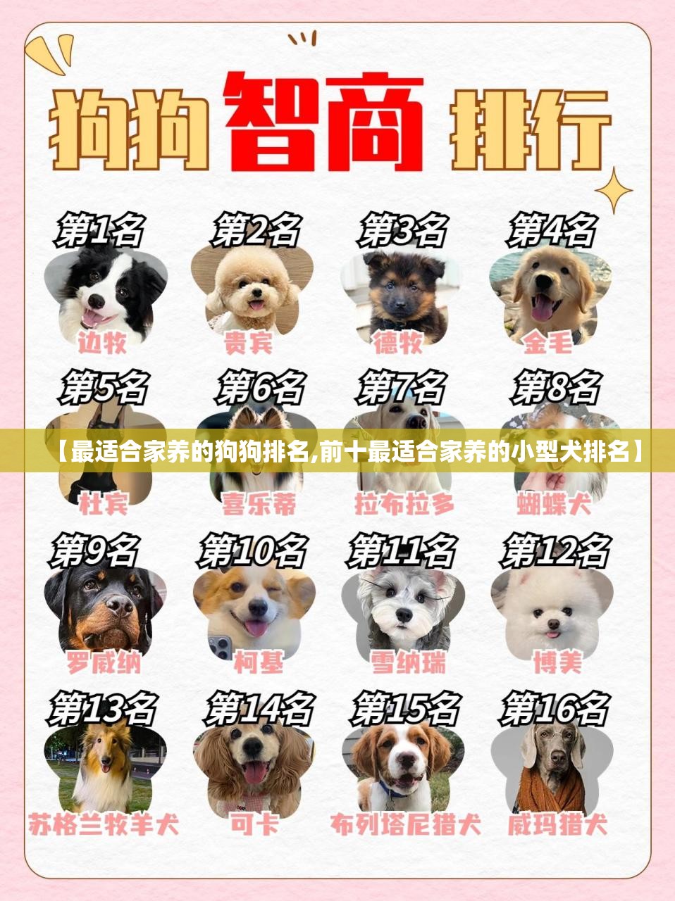 【最适合家养的狗狗排名,前十最适合家养的小型犬排名】