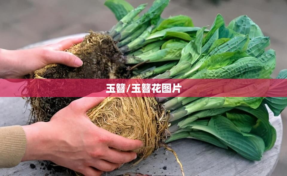 玉簪/玉簪花图片