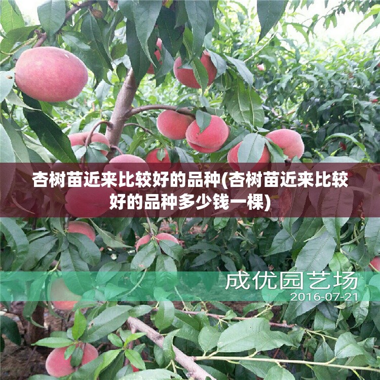 杏树苗近来比较好的品种(杏树苗近来比较好的品种多少钱一棵)