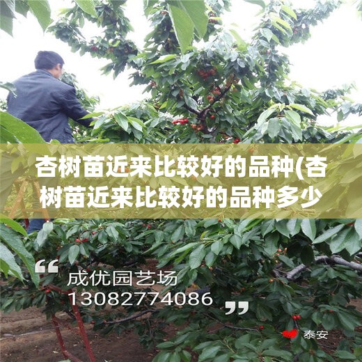 杏树苗近来比较好的品种(杏树苗近来比较好的品种多少钱一棵)