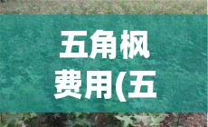 五角枫费用(五角枫费用多少钱一棵) 五角枫费用(五角枫费用多少钱一棵)