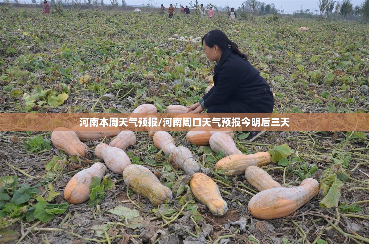 河南本周天气预报/河南周口天气预报今明后三天 河南本周天气预报/河南周口天气预报今明后三天