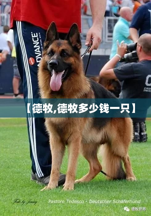 【德牧,德牧多少钱一只】 【德牧,德牧多少钱一只】