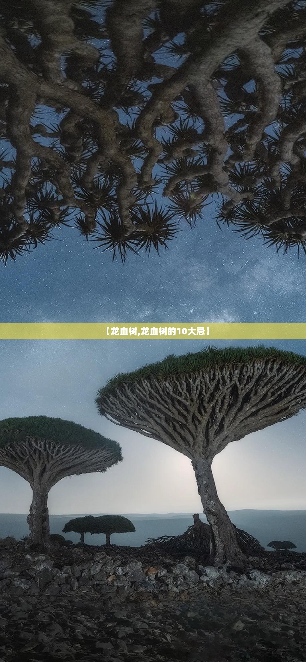 【龙血树,龙血树的10大忌】