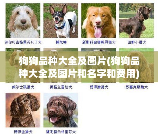 狗狗品种大全及图片(狗狗品种大全及图片和名字和费用) 狗狗品种大全及图片(狗狗品种大全及图片和名字和费用)