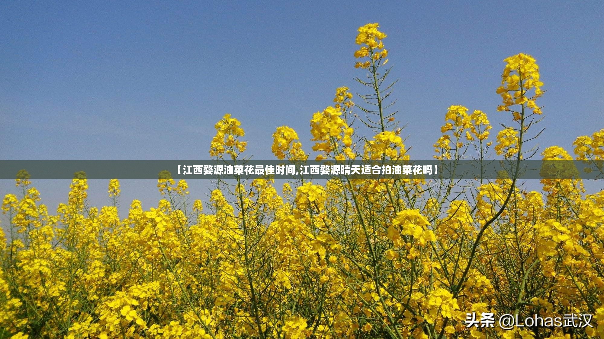 【江西婺源油菜花最佳时间,江西婺源晴天适合拍油菜花吗】 【江西婺源油菜花最佳时间,江西婺源晴天适合拍油菜花吗】