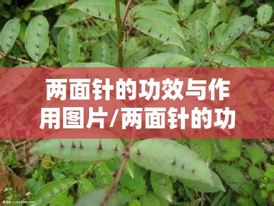 两面针的功效与作用图片/两面针的功效与作用是什么 两面针的功效与作用图片/两面针的功效与作用是什么