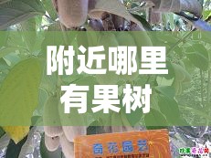 附近哪里有果树苗出售/附近哪里有果树苗出售广东省韶关市 附近哪里有果树苗出售/附近哪里有果树苗出售广东省韶关市