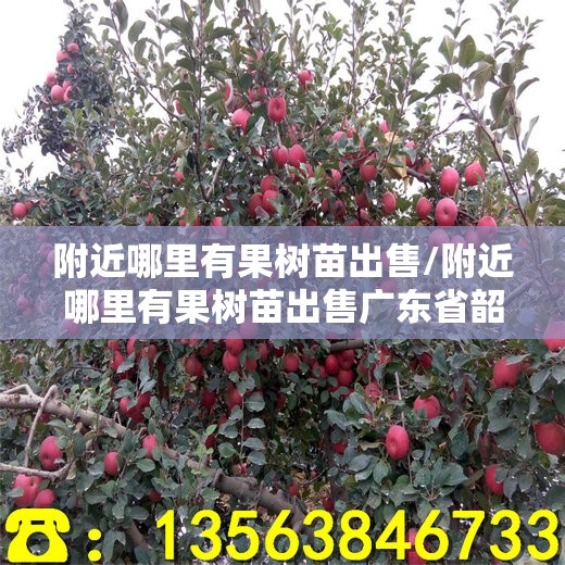 附近哪里有果树苗出售/附近哪里有果树苗出售广东省韶关市 附近哪里有果树苗出售/附近哪里有果树苗出售广东省韶关市