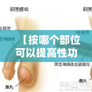 【按哪个部位可以提高性功能,按摩哪里对性功能有帮助】
