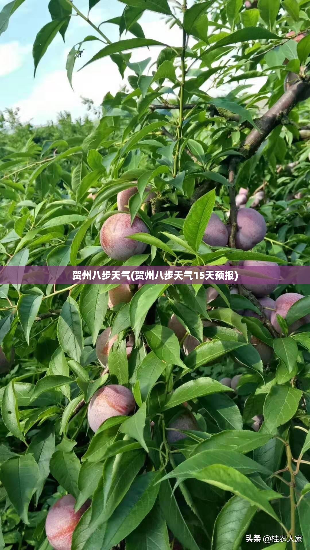 贺州八步天气(贺州八步天气15天预报)