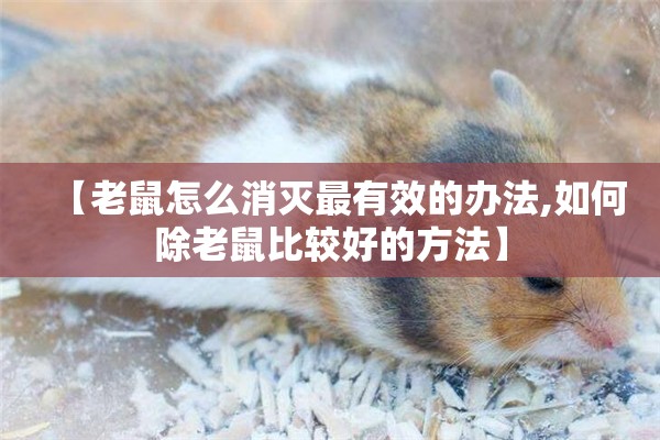 【老鼠怎么消灭最有效的办法,如何除老鼠比较好的方法】 【老鼠怎么消灭最有效的办法,如何除老鼠比较好的方法】