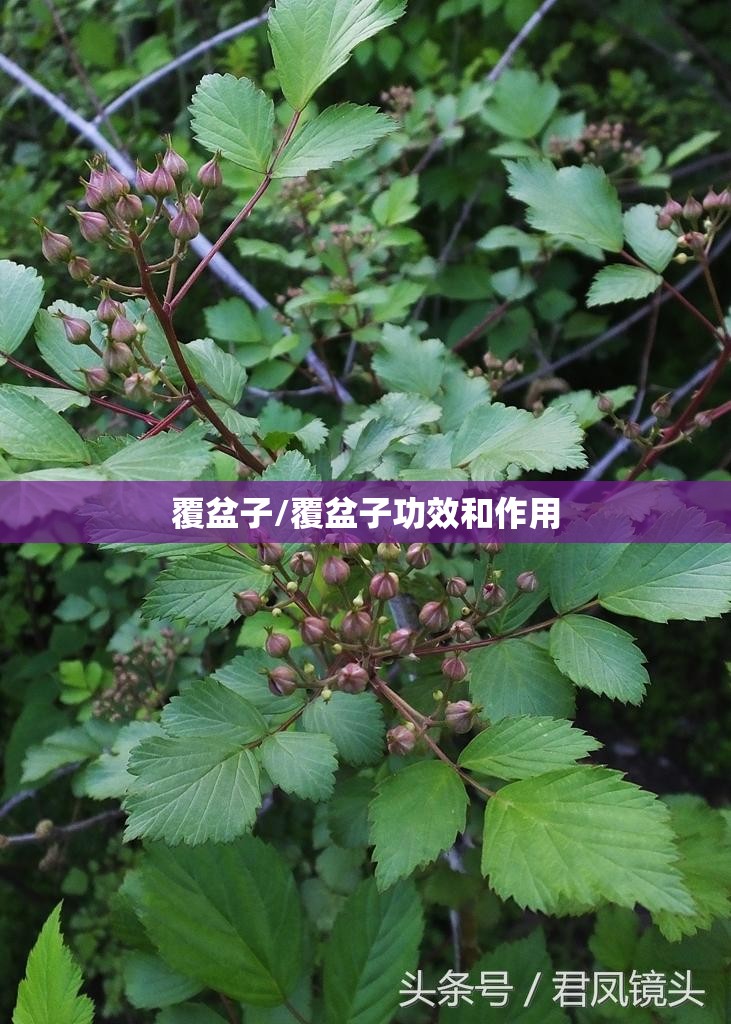 覆盆子/覆盆子功效和作用 覆盆子/覆盆子功效和作用
