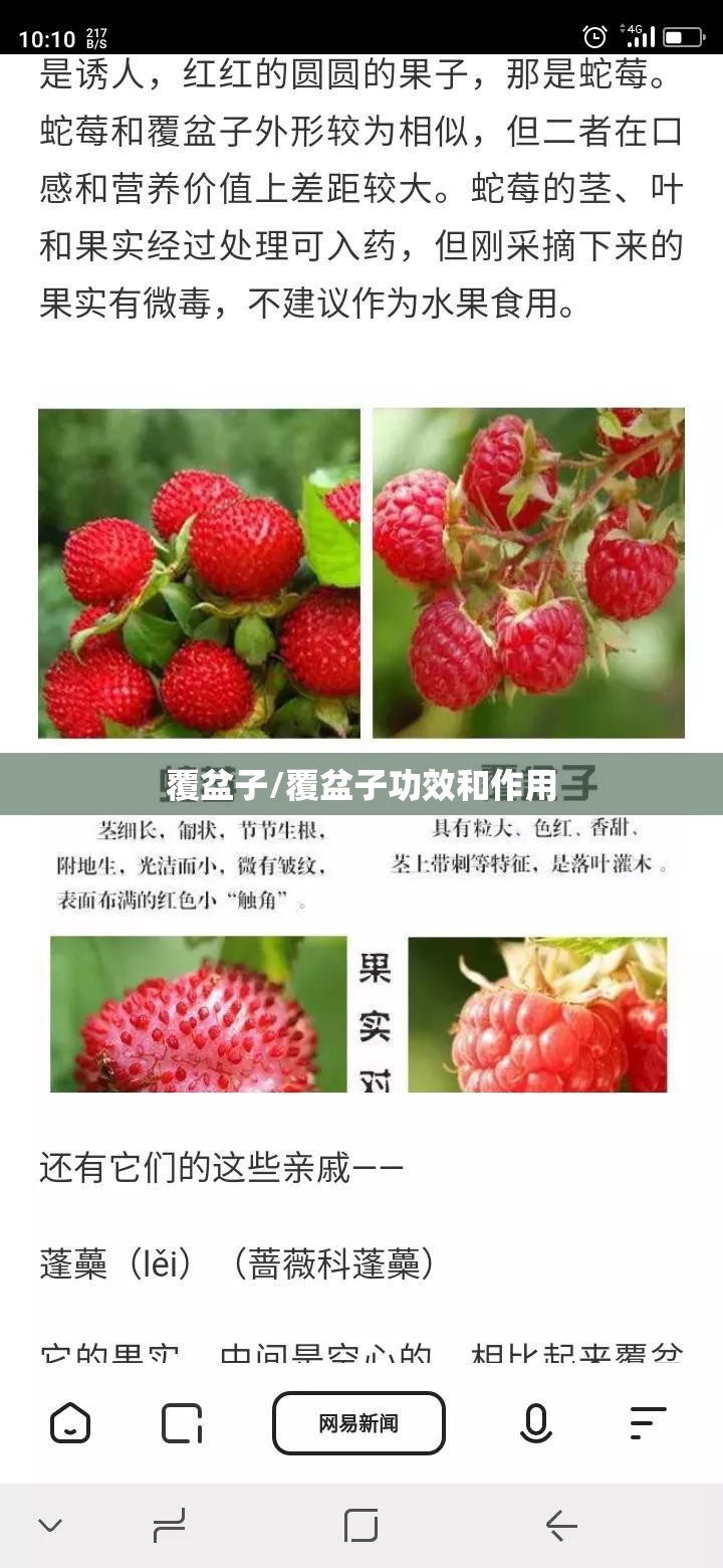 覆盆子/覆盆子功效和作用 覆盆子/覆盆子功效和作用