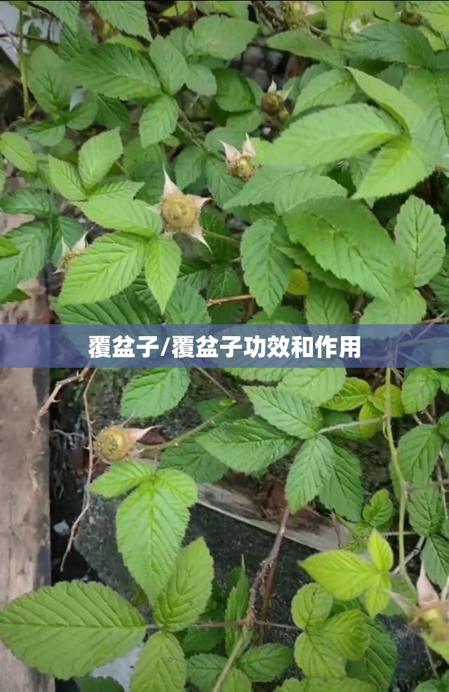 覆盆子/覆盆子功效和作用 覆盆子/覆盆子功效和作用
