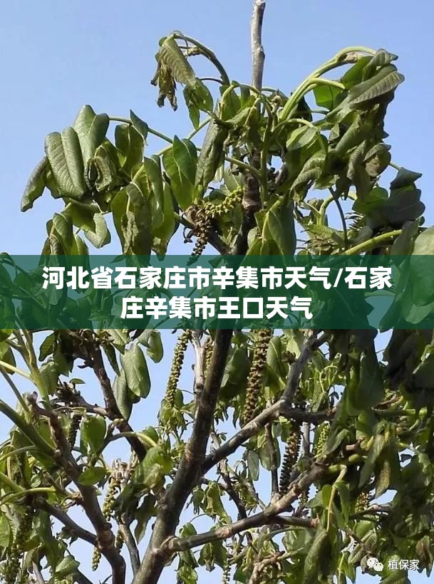 河北省石家庄市辛集市天气/石家庄辛集市王口天气