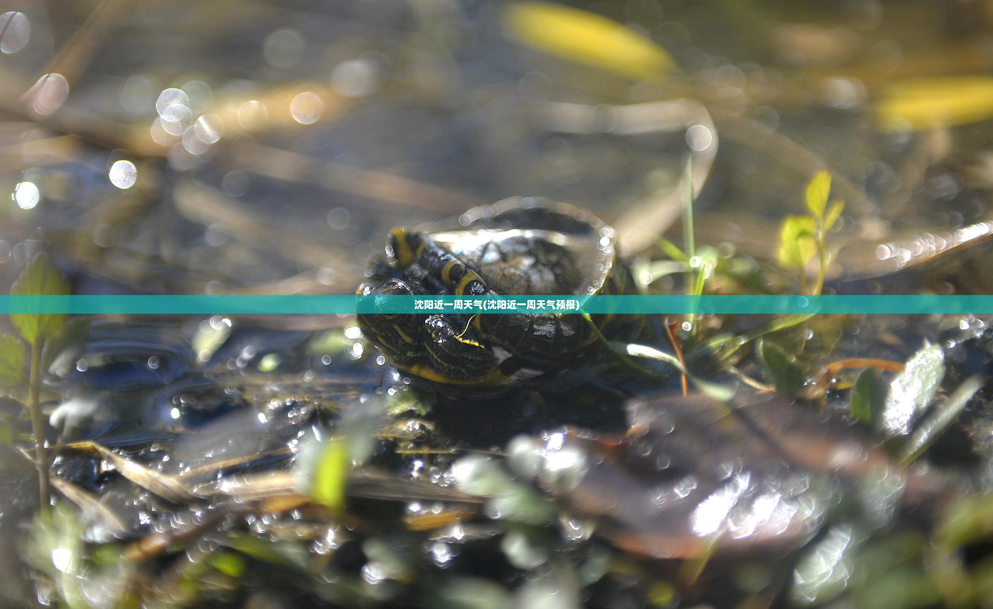 沈阳近一周天气(沈阳近一周天气预报) 沈阳近一周天气(沈阳近一周天气预报)