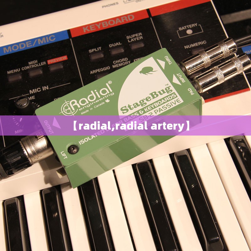 【radial,radial artery】 【radial,radial artery】