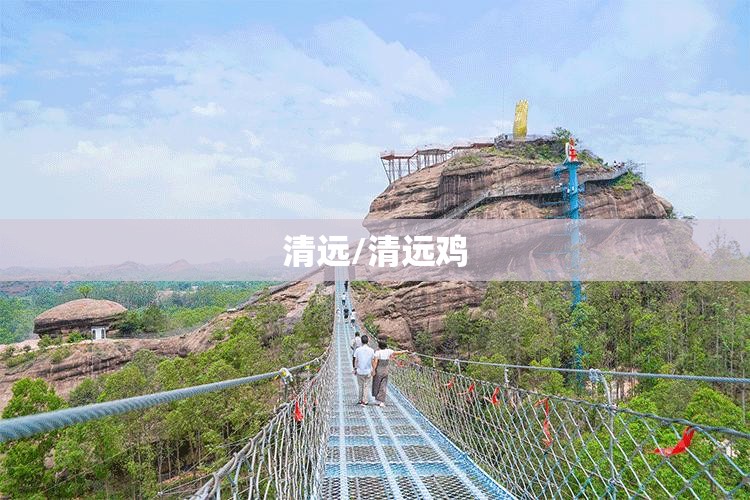 清远/清远鸡 清远/清远鸡