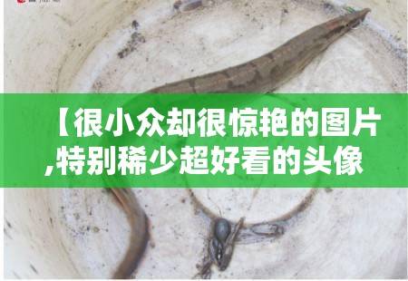 【很小众却很惊艳的图片,特别稀少超好看的头像】