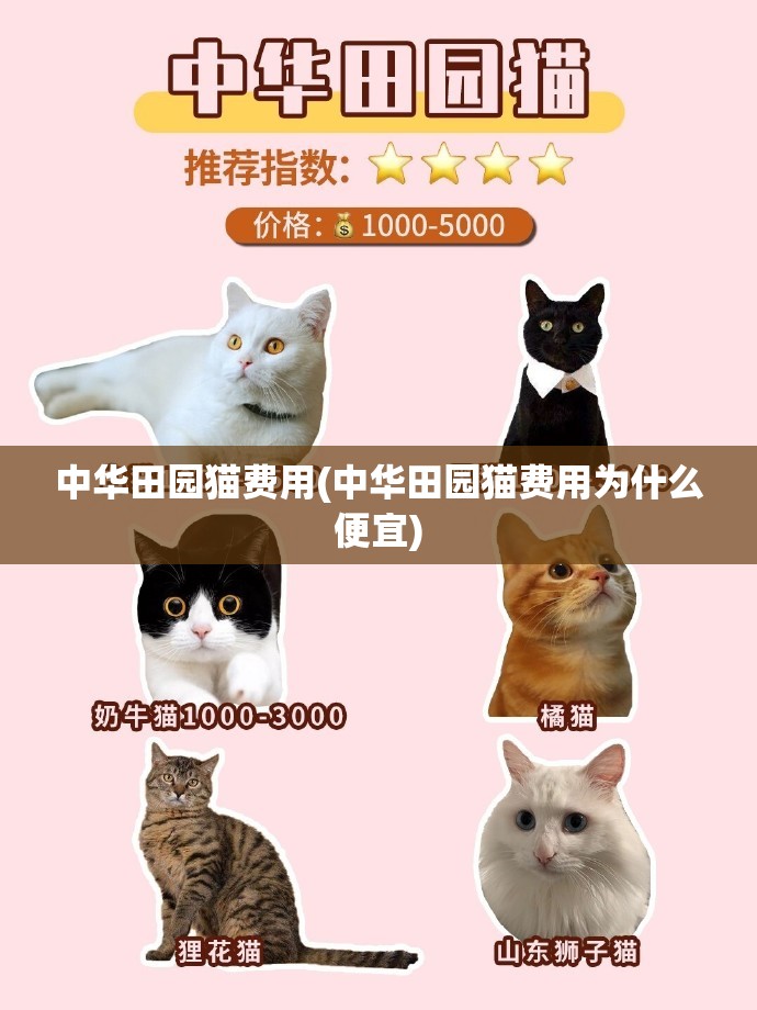 中华田园猫费用(中华田园猫费用为什么便宜) 中华田园猫费用(中华田园猫费用为什么便宜)