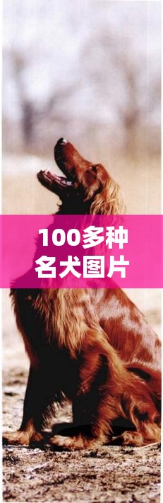 100多种名犬图片/500种狗大全