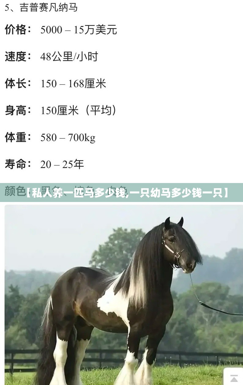 【私人养一匹马多少钱,一只幼马多少钱一只】 【私人养一匹马多少钱,一只幼马多少钱一只】