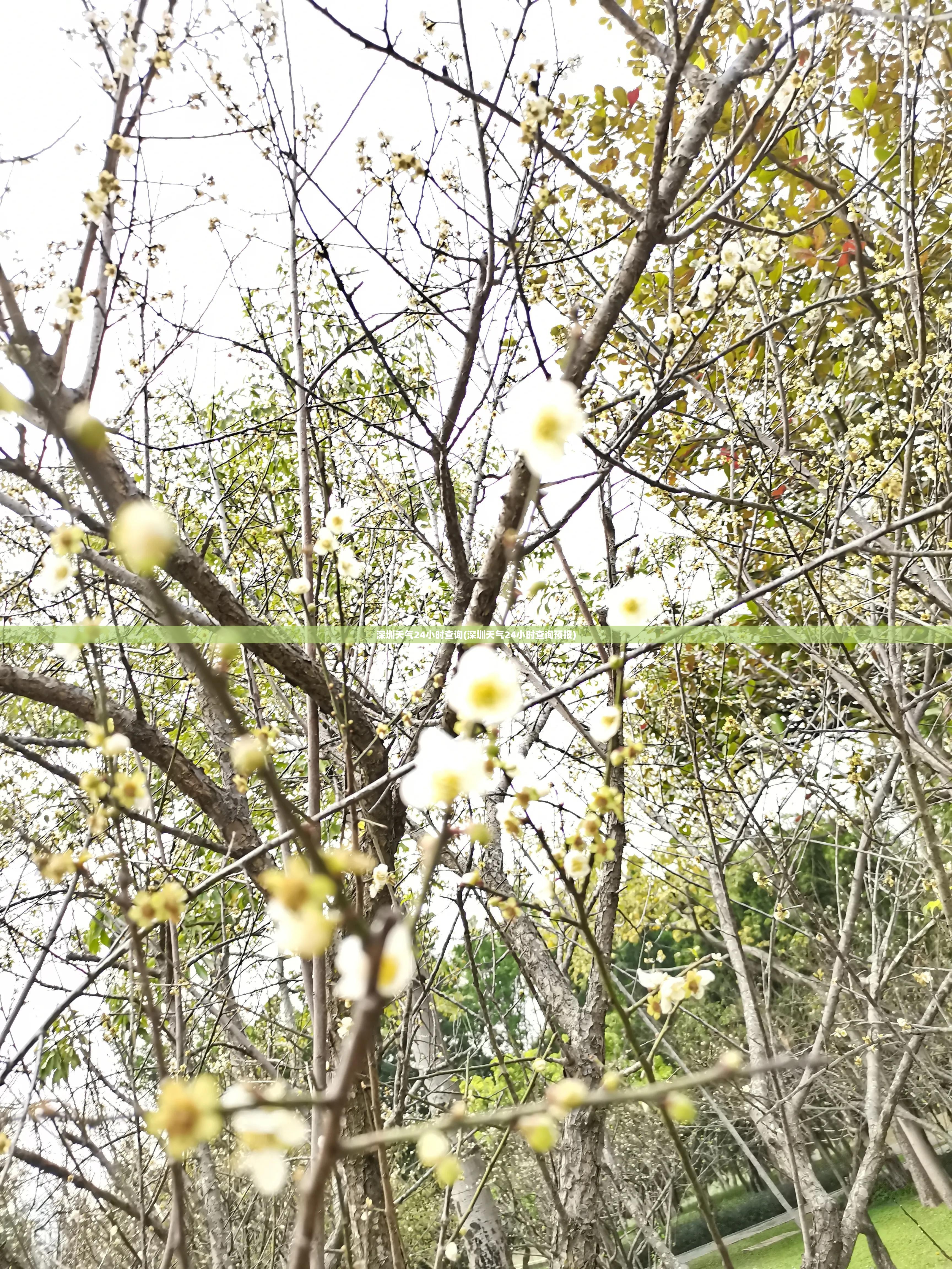 深圳天气24小时查询(深圳天气24小时查询预报) 深圳天气24小时查询(深圳天气24小时查询预报)