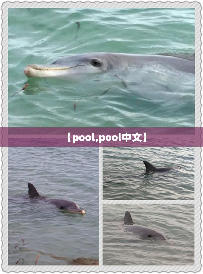 【pool,pool中文】