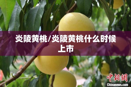 炎陵黄桃/炎陵黄桃什么时候上市